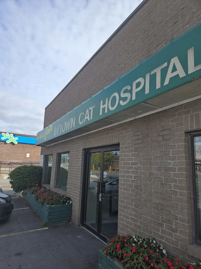 Bytown Cat Hospital