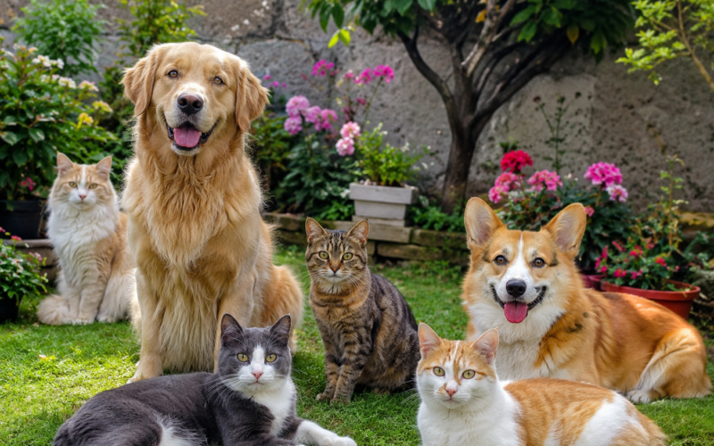 Eickemeyer Veterinary Equipment & Supplies