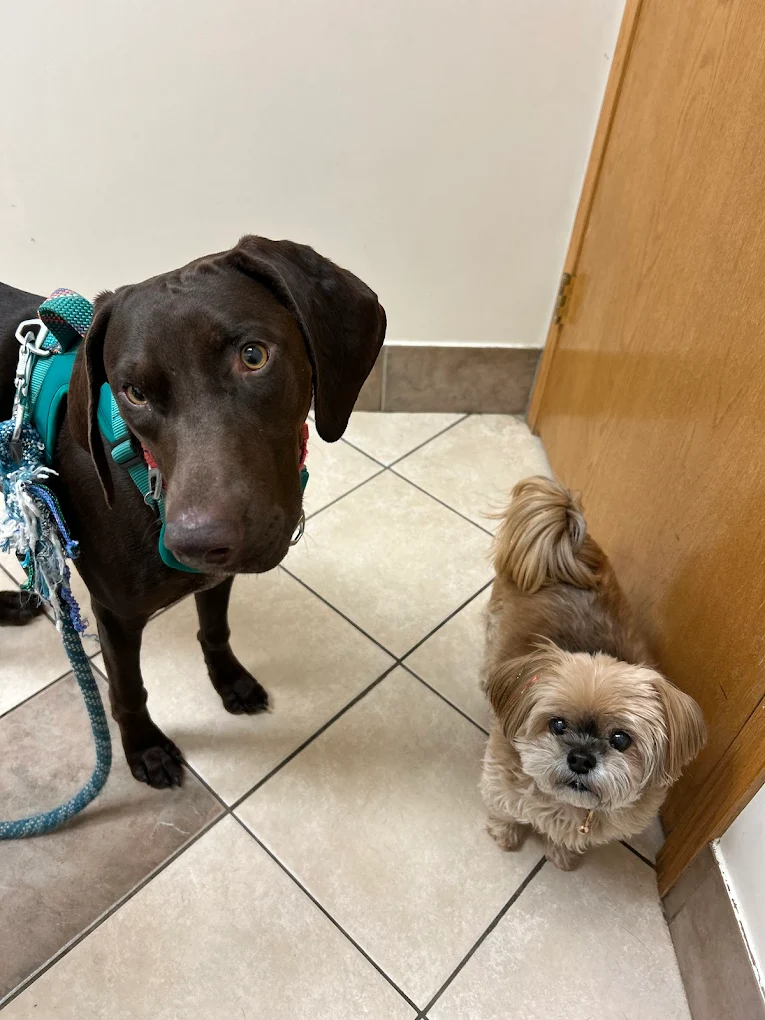 Country Club Animal Clinic