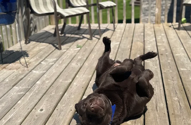 Loyalist Veterinary Orthopaedic and Rehabilitation Services