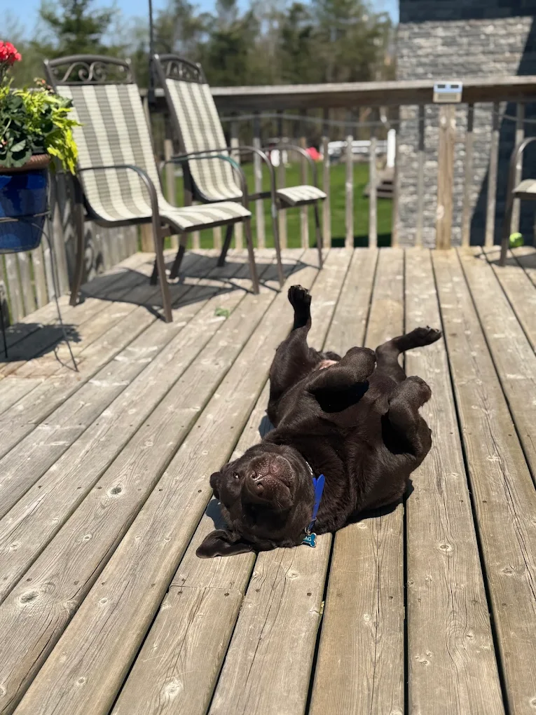 Loyalist Veterinary Orthopaedic and Rehabilitation Services