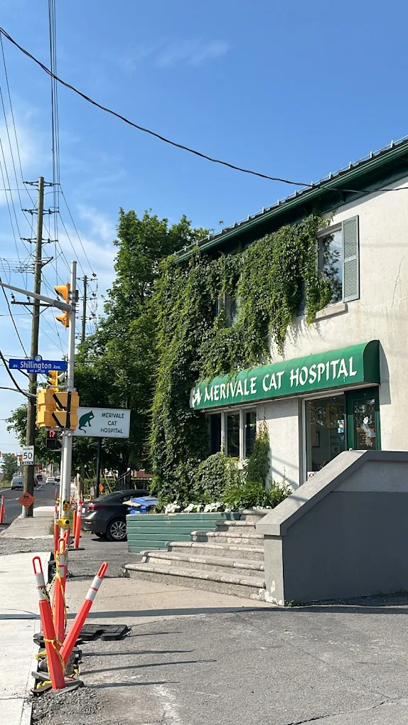 Merivale Cat Hospital