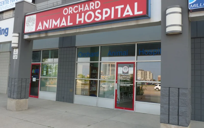 Orchard Animal Hospital