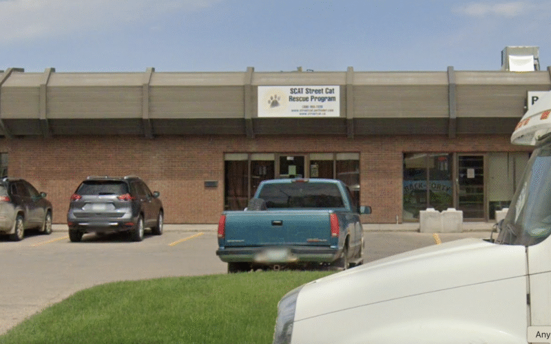 SCAT Street Cat Rescue Program