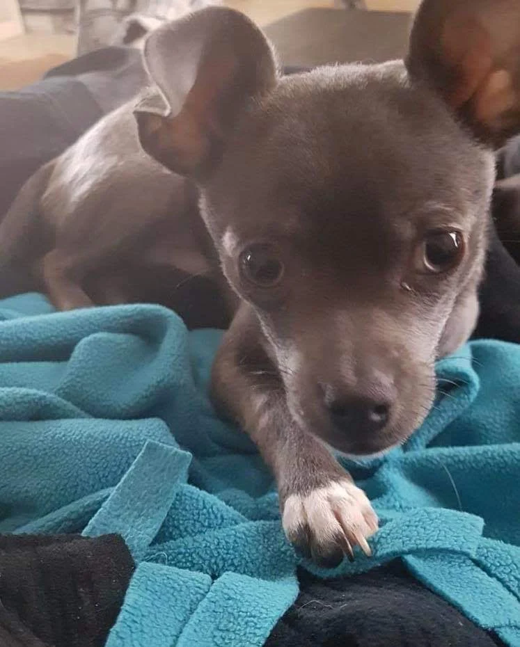 Silver Springs Animal Hospital