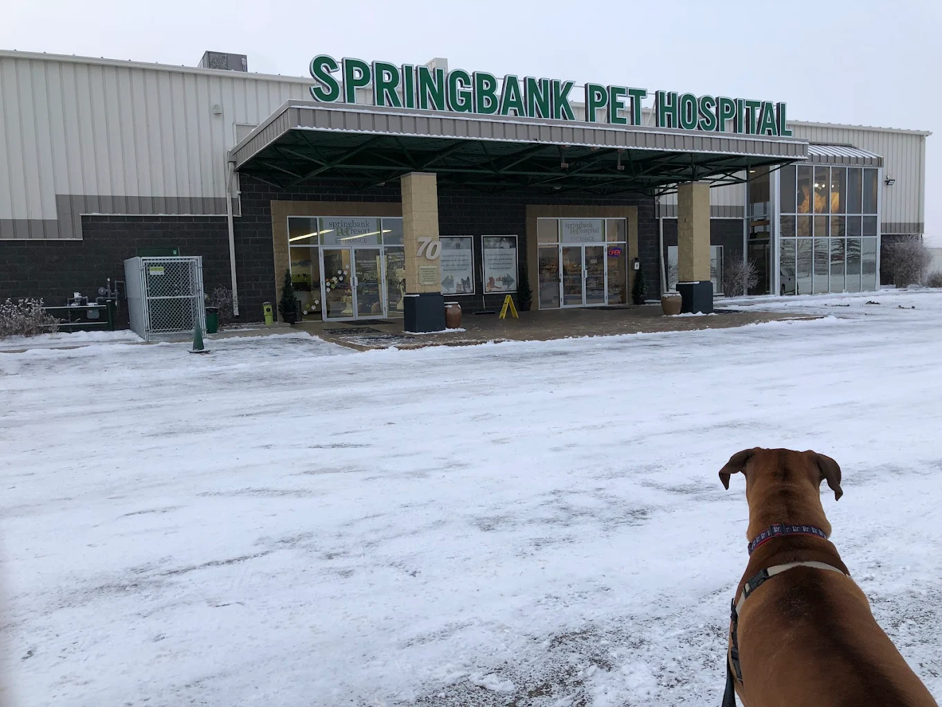 Springbank Pet Hospital