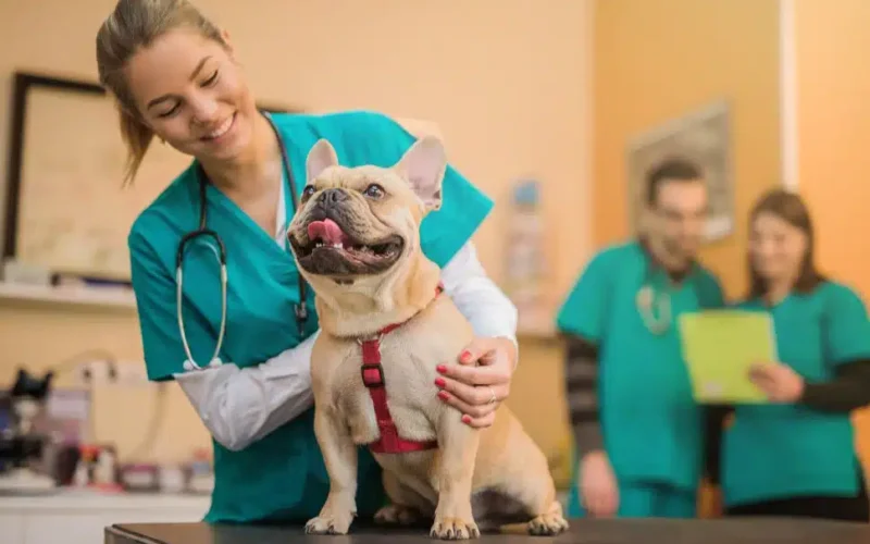 Great Plains Veterinary Surgery
