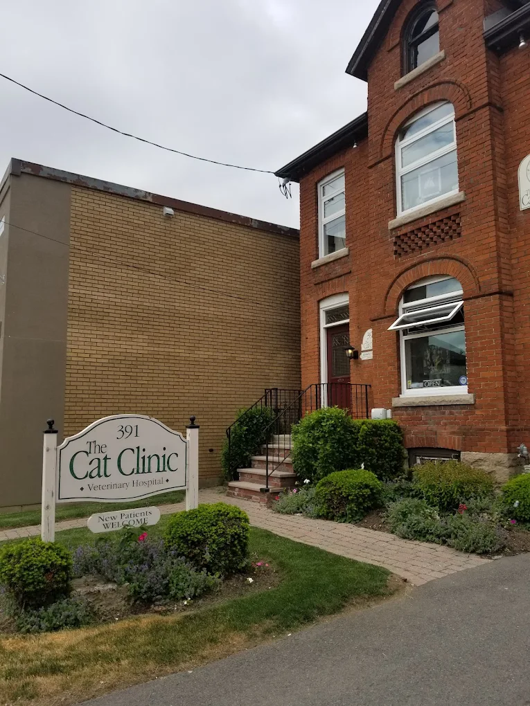 The Cat Clinic