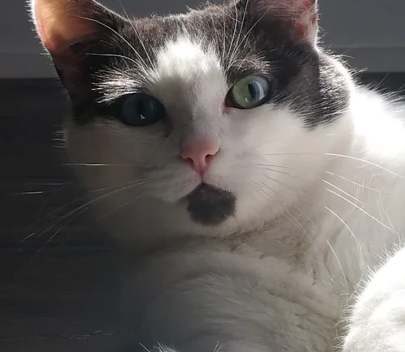 Windsor Mobile Vet Care