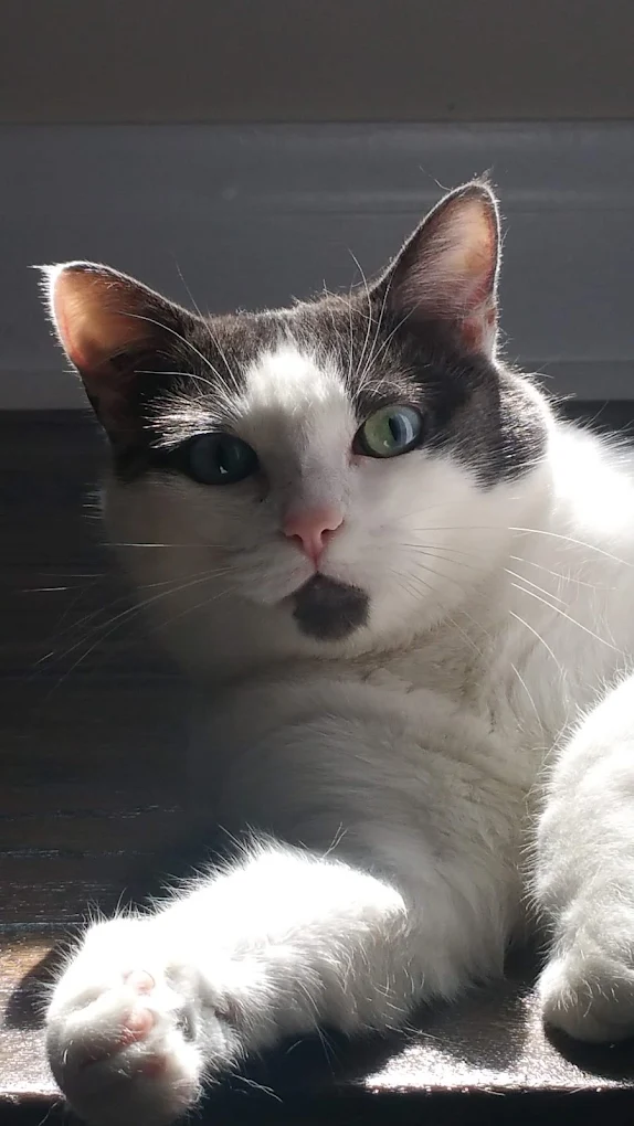 Windsor Mobile Vet Care