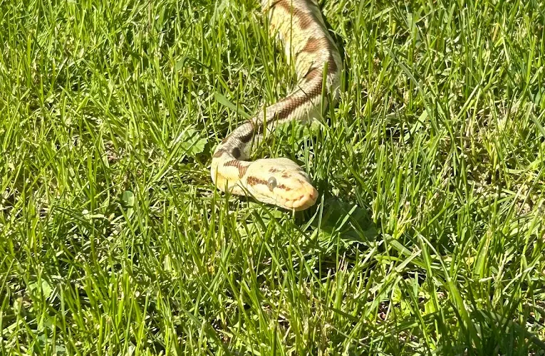 Big Bay Animal Hospital