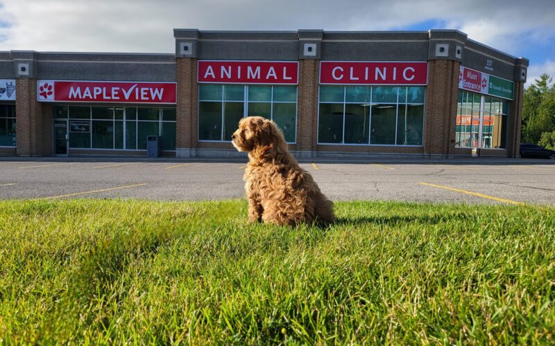 Mapleview Animal Clinic
