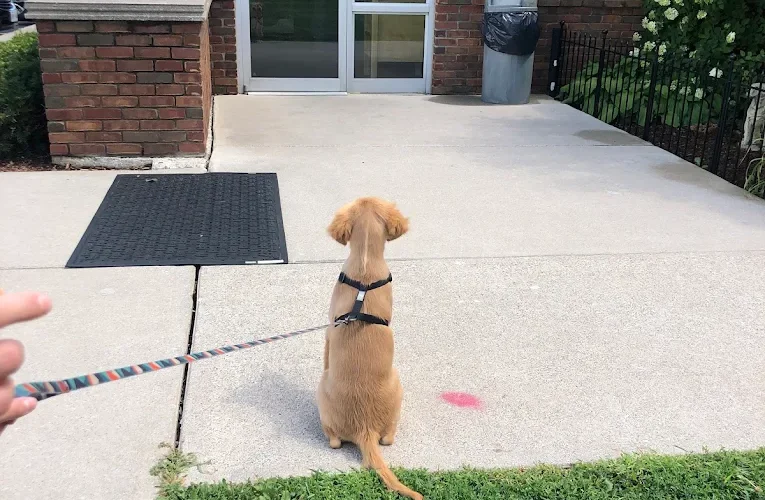 South Windsor Animal Hospital