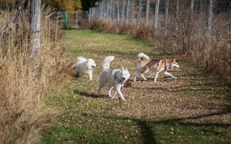 Vie de chien