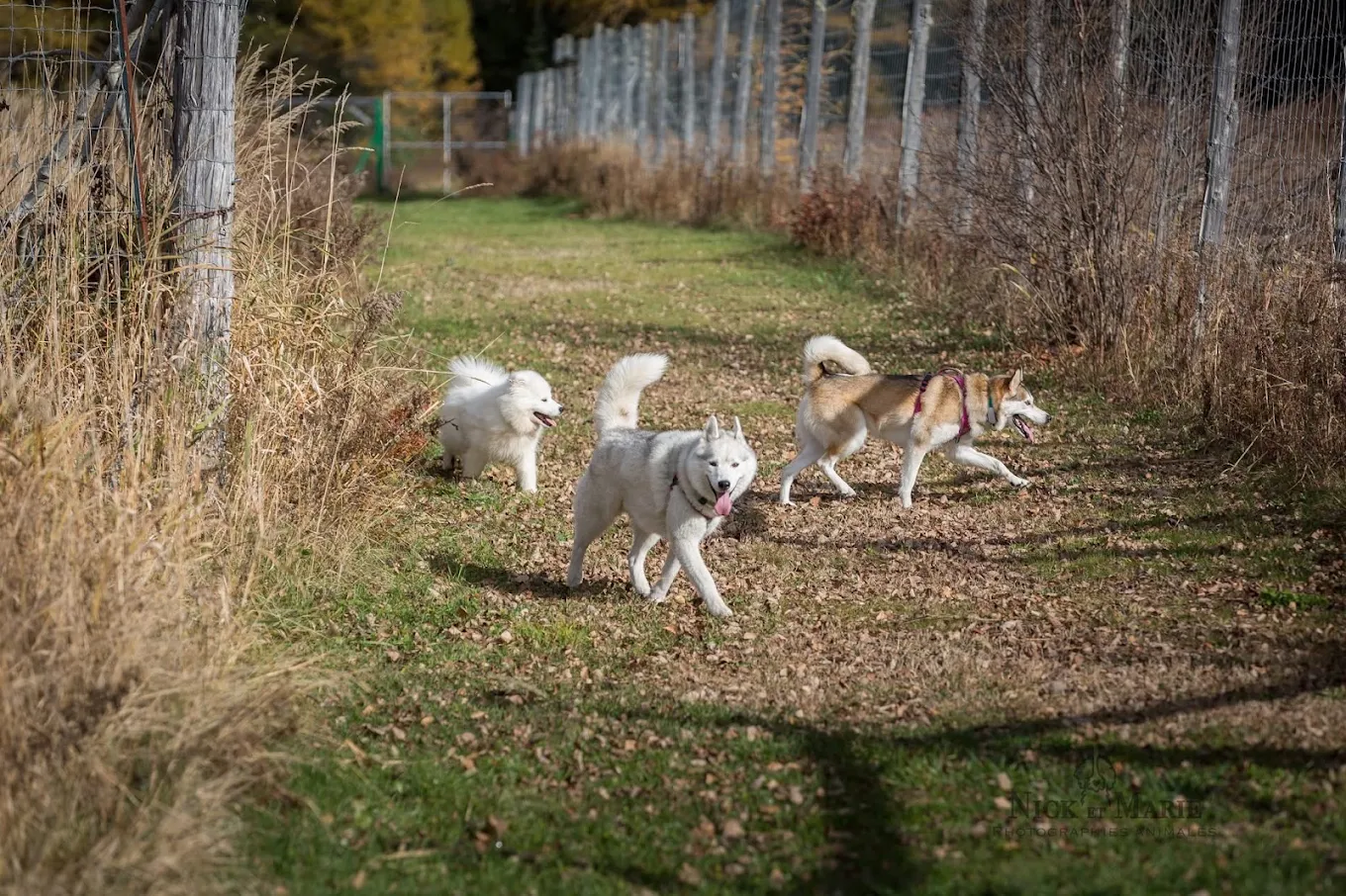 Vie de chien